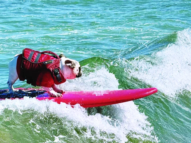 Surf’s up for pups